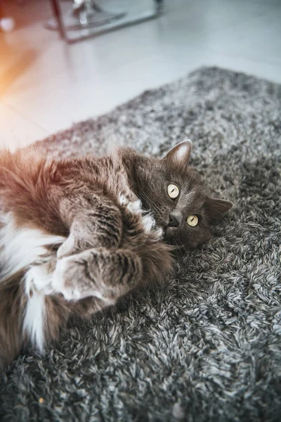 Cat Lying Sun Rays While Indoors Grey Domestic Male Cat — 图库照片