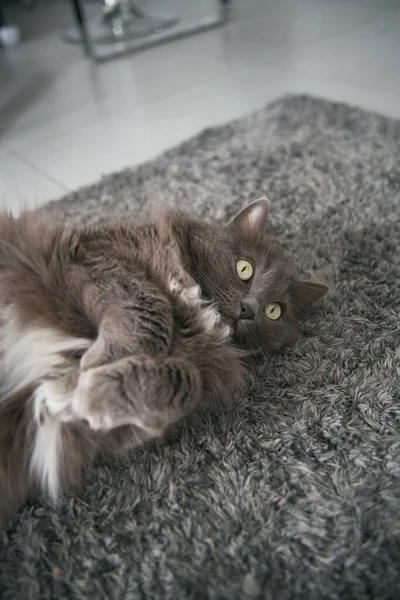 Gray Cat Lies Relaxed Floor Paws Crossed — 图库照片