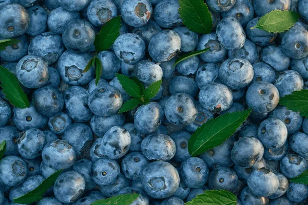 Fresh Hand Picked Blueberry Background Mock Design Vegan Healthy Food — ストック写真