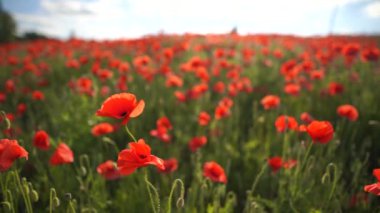 Haşhaş tarlası çiçek tarlasında hafif bir rüzgar tarafından ağır çekimde yakalandı..