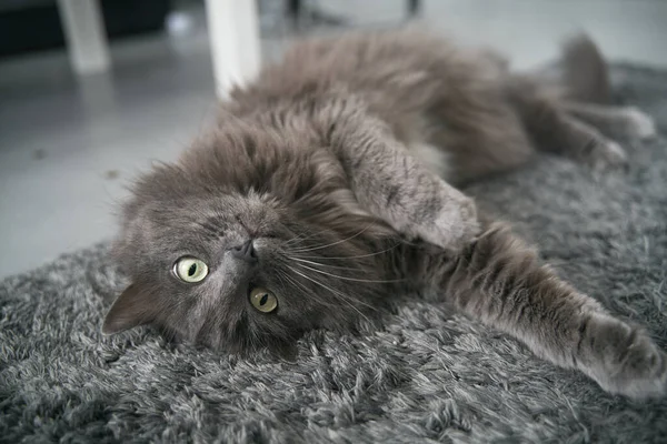 Cat Sleeps Floor Domestic Grey Cat Relaxes Day Indoors Animal — 스톡 사진