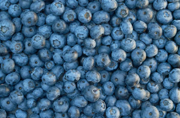 Top view background from freshly picked blueberries. Blueberry texture close-up blueberry
