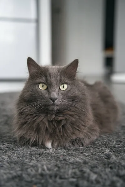 Close Portrait Domestic Male Cat Sits Carpet Concept Keeping Pets — стоковое фото