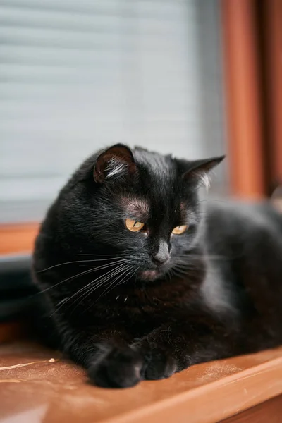 Close-up portrait of a gorgeous domestic pet. A black cat sits on a window sill.