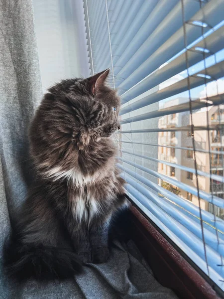 Beautiful Curious Grey Male Cat Sits Window Sill Kitten Looks — 스톡 사진