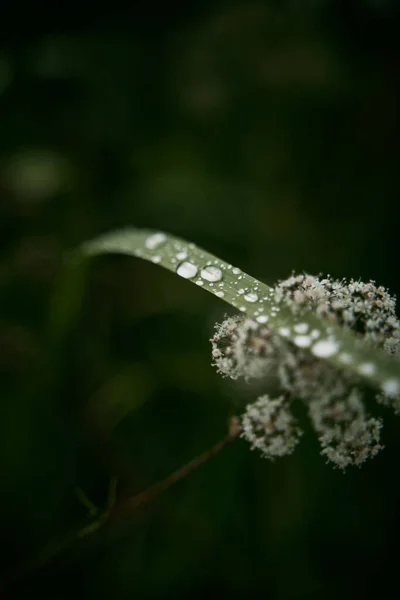 Macro Water Drops Grass Rain Freshness Clearness Concept — Photo