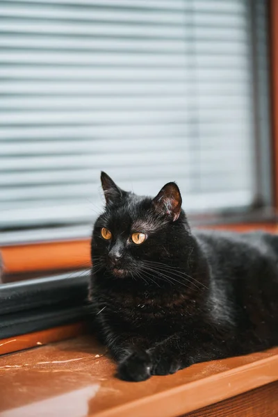 Close Portrait Gorgeous Domestic Pet Black Cat Sits Window Sill — Fotografia de Stock