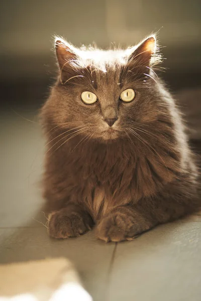 Beautiful Gray Cat Lies Floor Contemporary Apartment —  Fotos de Stock