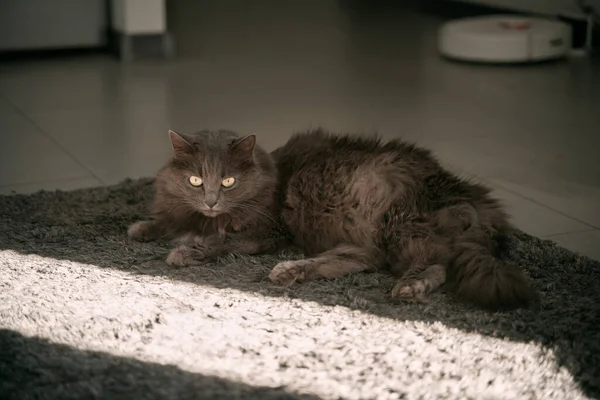 Cat Sleeps Floor Domestic Grey Cat Relaxes Day Indoors Animal — Fotografia de Stock