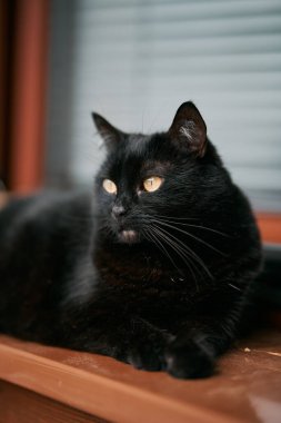 The beautiful black cat lies on a windowsill. Concept of a having pet indoors.