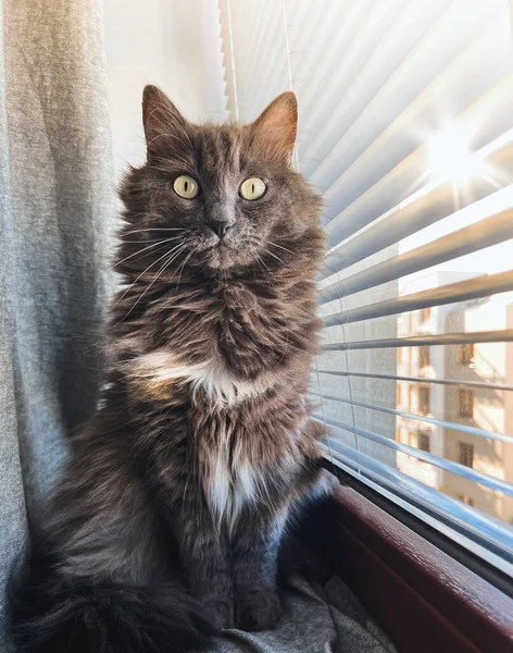Beautiful Curious Grey Male Cat Sits Window Sill Kitten Looks — Fotografia de Stock