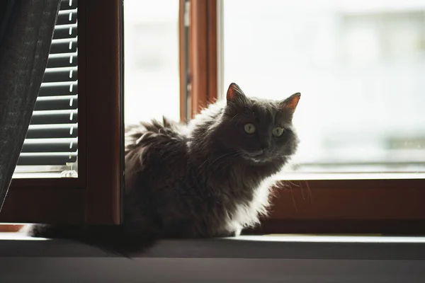 Long Haired Cat Indoors Gray Male Cat Sits Windowsill — Fotografia de Stock