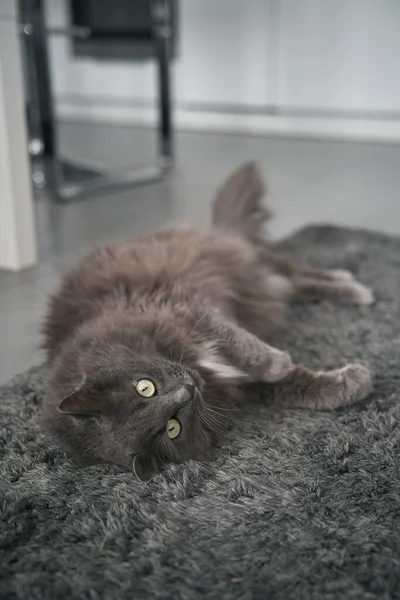 Cat sleeps on the floor. The domestic grey cat relaxes during the day indoors. Animal ready to take a nap with eyes open.