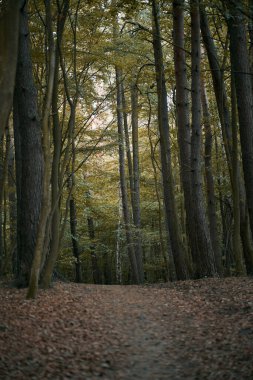 Yaz akşamları orman yolu