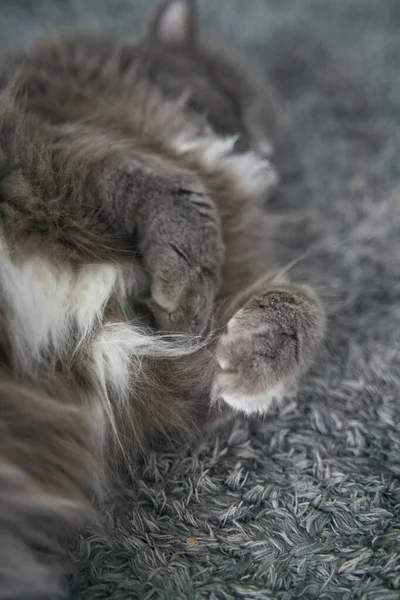 Кошка Лежит Солнечных Лучах Помещении Серый Домашний Кот Спит Полу — стоковое фото