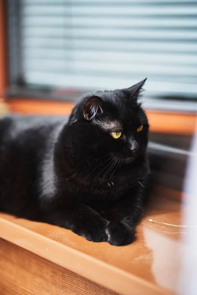 Beautiful Black Cat Lies Windowsill Concept Having Pet Indoors — Photo