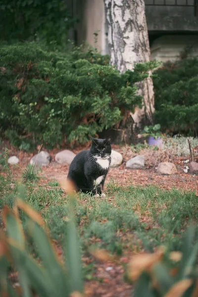 Einäugige Schwarze Katze Sitzt Einem Hinterhof Hauskatze Sitzt Draußen — Stockfoto