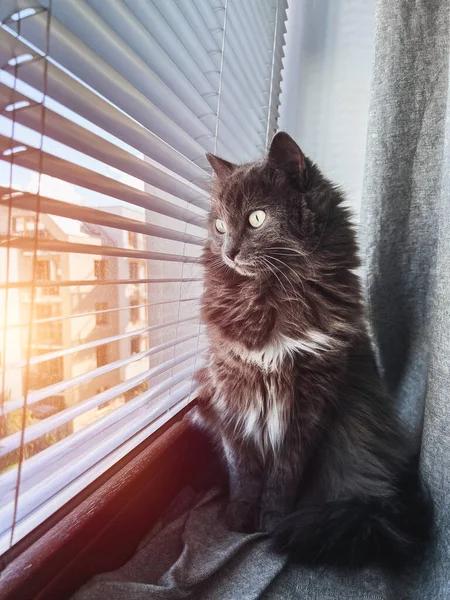 Beautiful Curious Grey Male Cat Sits Window Sill Kitten Looks — Fotografia de Stock