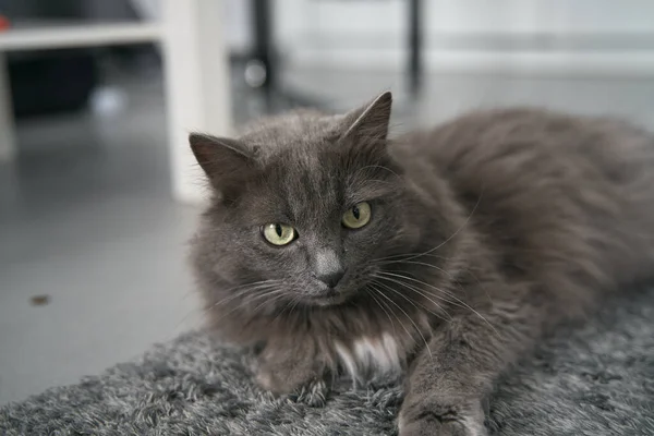 Close Portrait Domestic Male Cat Sits Carpet Concept Keeping Pets — Fotografia de Stock