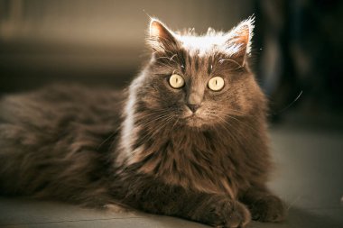 Meraklı gri kedi kameraya bakar. Evcil hayvanları modern dairede tutma kavramı.
