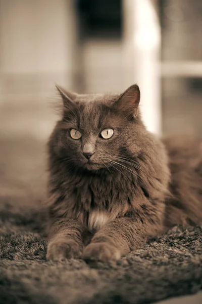 好奇的灰猫看着摄像机 饲养家养动物的概念 — 图库照片