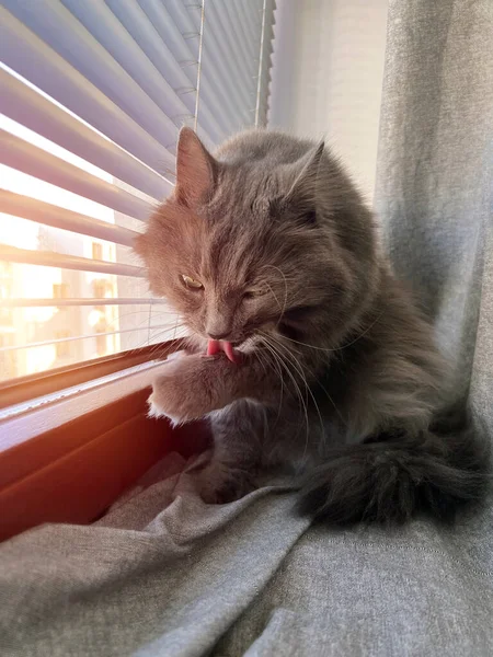 真昼の昼寝の後に窓辺で美しい灰色の猫の洗濯 ペットに関する記事 動物の授業に関する記事 — ストック写真