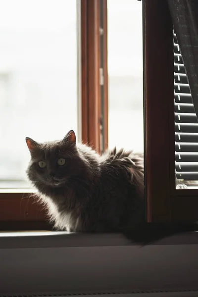 Long Haired Cat Indoors Gray Male Cat Sits Windowsill — Fotografia de Stock