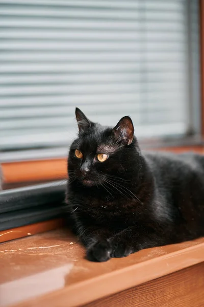 Красива Чорна Кішка Лежить Підвіконні Концепція Домашнього Улюбленця Приміщенні — стокове фото