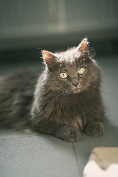 Gato Cinza Curioso Olha Para Câmera Conceito Manter Animais Domésticos — Fotografia de Stock