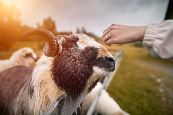 美しい羊が山の中の草の上に立っている 羊は緑の牧草地で草を食べる — ストック写真