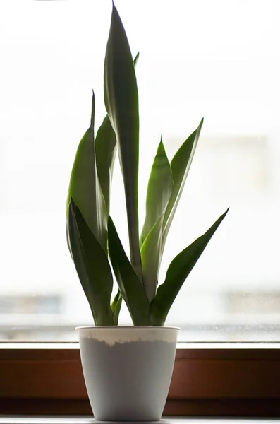 Sansevieria Plant Pot Window Sill Urban Jungle Indoors Concept Isolated — Stockfoto