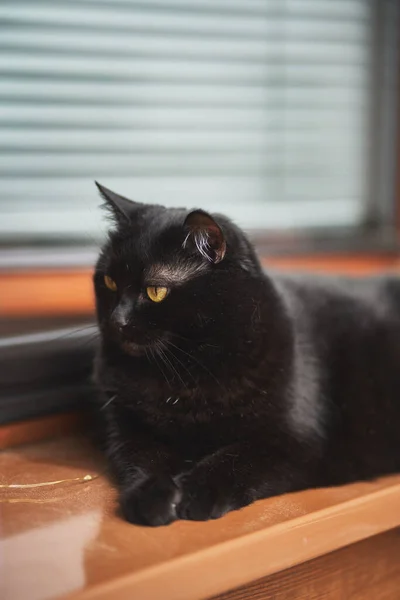 Close Portrait Gorgeous Domestic Pet Black Cat Sits Window Sill — Stock Fotó