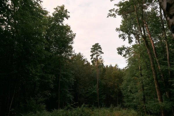 Chemin Dans Forêt Avec Bokeh — Photo