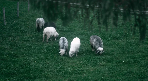 Sekelompok Domba Muda Makan Rumput Sebuah Peternakan — Stok Foto