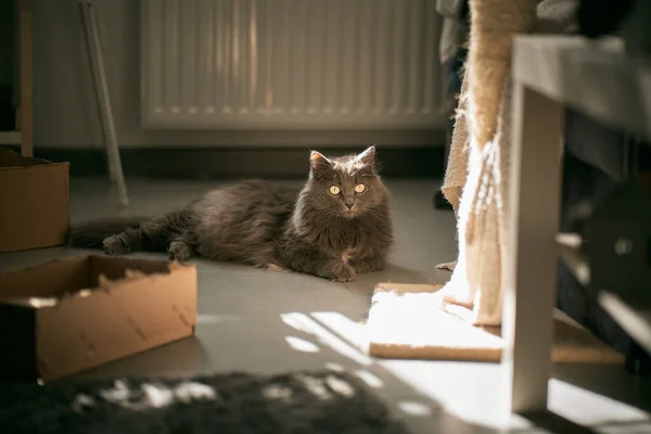 Gato Doméstico Curioso Com Luz Solar Parte Trás Olhando Para — Fotografia de Stock