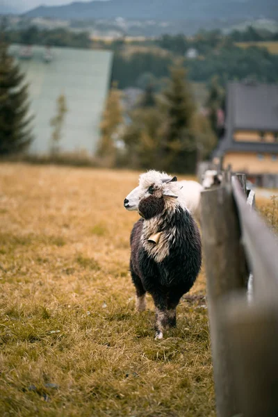 美丽的羊群屹立在山区的绿草上 羊在绿色的草地上吃草 — 图库照片