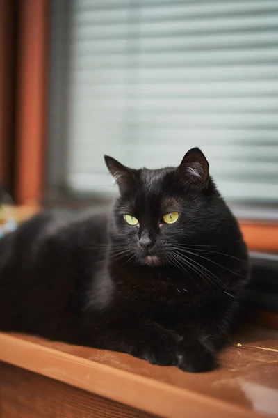 Close Portrait Gorgeous Domestic Pet Black Cat Sits Window Sill — Stock fotografie