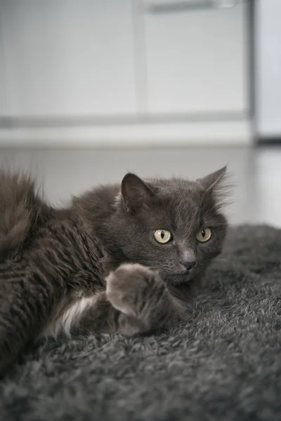 Portrait Gray Cat Sitting Peacefully Modern Flat Concept Keeping Male — Fotografia de Stock