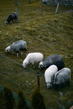 Çiftlikte ot yiyen bir grup genç koyun.