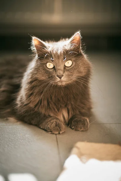 Цікава Домашня Кішка Сонячним Світлом Спині Дивлячись Камеру — стокове фото