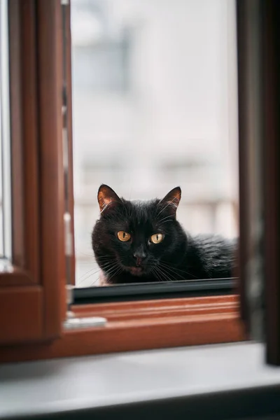 Close Portrait Gorgeous Domestic Pet Black Cat Sits Window Sill — Stockfoto