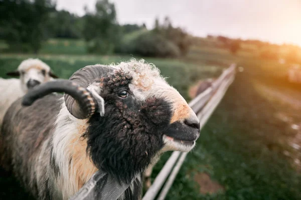 Yakından Bakan Şirin Bir Koyunun Portresi — Stok fotoğraf