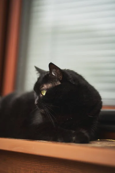 Beautiful Black Cat Lies Windowsill Concept Having Pet Indoors — Fotografia de Stock