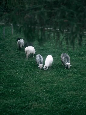 Çiftlikte ot yiyen bir grup genç koyun.