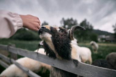 Bir el uzanıyor ve bir koyunun yanağını okşuyor. İnsanların konsepti, hayvanat bahçesinde hayvan beslemektir. Çiftlikteki koyunlar.