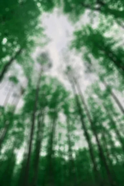 Low Angle Blurred Forest View Soft Focused Image Woods Bright — Stock Photo, Image