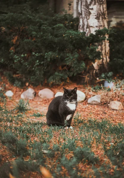 Black Cat White Chest Tabby Sits Garden Cottage — стоковое фото