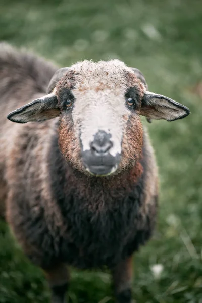 一只可爱的羊凝视着的特写 — 图库照片