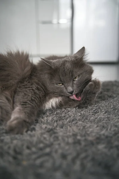 Gray Adult Cat Lies Floor Licks Paws — Stockfoto