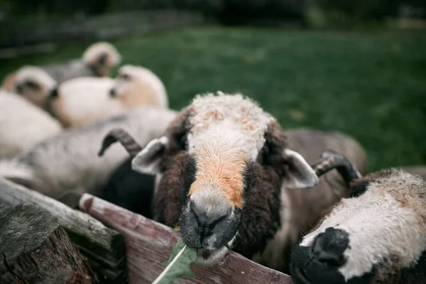 Retrato Uma Ovelha Com Sino Pescoço Ovelhas Belo Fundo Paisagem — Fotografia de Stock